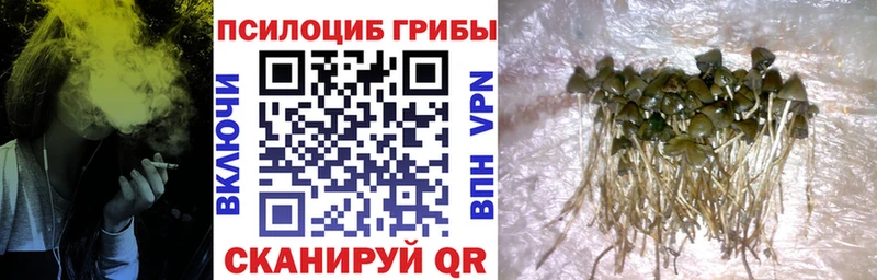 Псилоцибиновые грибы Magic Shrooms  где купить наркоту  Лодейное Поле 